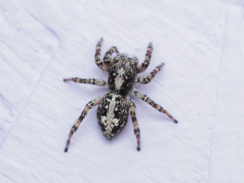 Attulus terebratus, Прионежский р-н, Респ. Карелия, Россия, photo 6 of 10