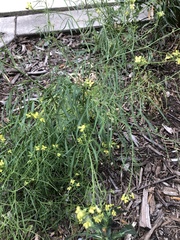 Sisymbrium loeselii