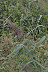 Phragmites australis