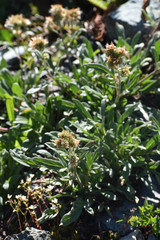 Phacelia leptosepala