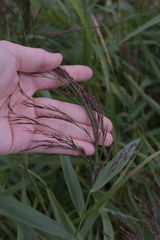Phragmites australis