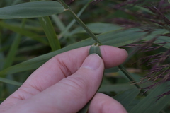 Phragmites australis