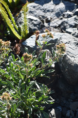 Phacelia leptosepala