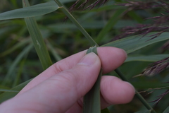 Phragmites australis