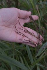 Phragmites australis