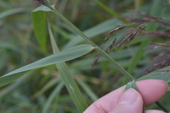 Phragmites australis