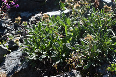 Phacelia leptosepala