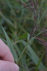 Phragmites australis