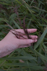 Phragmites australis