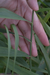 Phragmites australis
