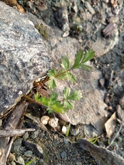 Potentilla paradoxa