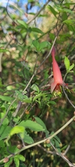 Tropaeolum pentaphyllum