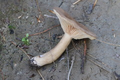 Lactarius fuliginosus