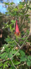 Tropaeolum pentaphyllum
