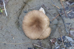 Lactarius fuliginosus