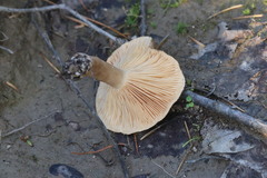 Lactarius fuliginosus