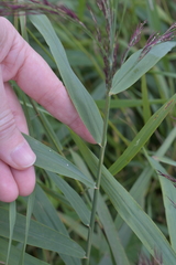 Phragmites australis