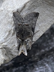 Abrostola tripartita
