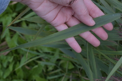Phragmites australis