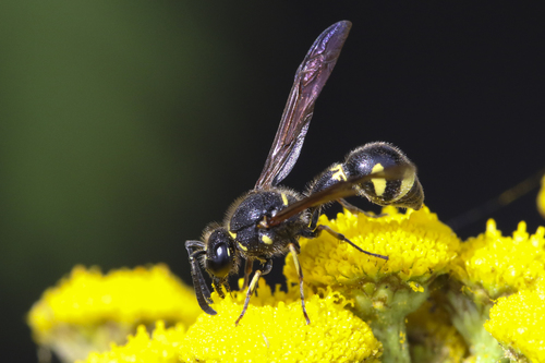 Eumenes coronatus nuotrauka