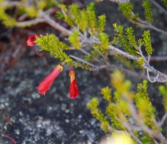 Erica haematosiphon