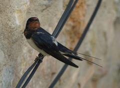 Hirundo rustica rustica