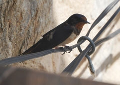 Hirundo rustica rustica