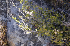 Erica haematosiphon