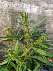 Rumex rossicus
