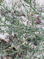 Polygonum oxyspermum