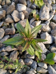 Epilobium adenocaulon
