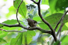 Camaroptera chloronota