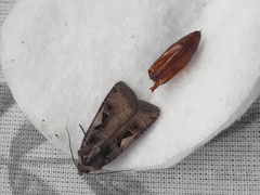 Xestia c-nigrum
