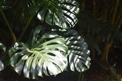 Monstera deliciosa image
