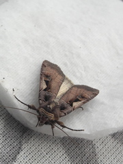 Xestia c-nigrum
