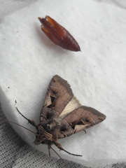 Xestia c-nigrum