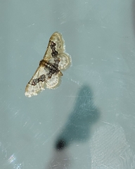 Idaea gemmata