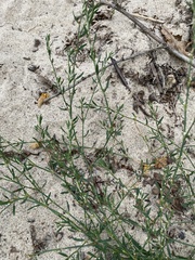 Polygonum oxyspermum