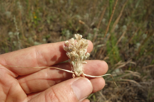 Allium paniculatum, photograph 3