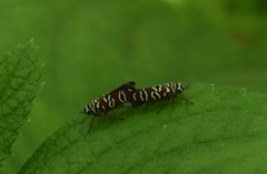 Agrosoma placetis