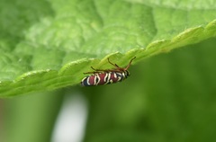 Agrosoma placetis