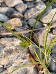 Carex bohemica