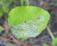 Phyllocnistis labyrinthella