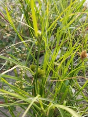Carex bohemica