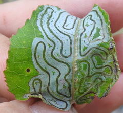 Phyllocnistis labyrinthella