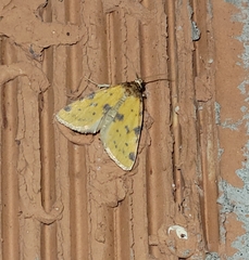 Azenia obtusa
