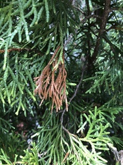 Pestalotiopsis funerea