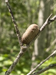 Callosamia promethea