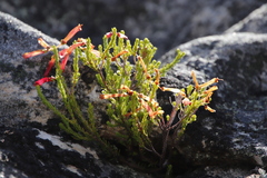 Erica haematosiphon