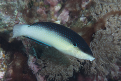 Anampses neoguinaicus